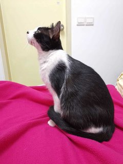Mama Rina - Domestic Short Hair Cat