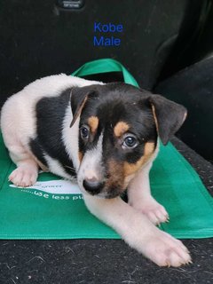 Peanut Cookies - Jack Russell Terrier Mix Dog