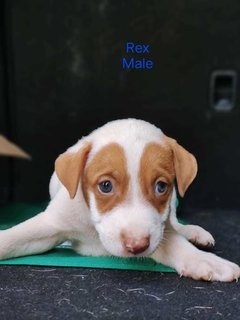 Peanut Cookies - Jack Russell Terrier Mix Dog