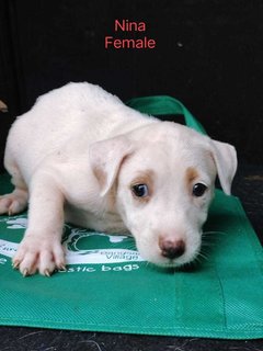 Peanut Cookies - Jack Russell Terrier Mix Dog