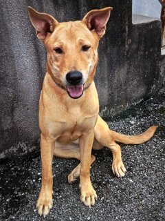 Dou-dou  - Mixed Breed Dog