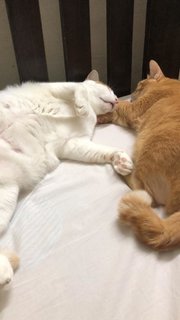 Tangerine &amp; Noodle - Domestic Short Hair + Oriental Tabby Cat