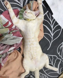Lulu - Oriental Tabby Cat
