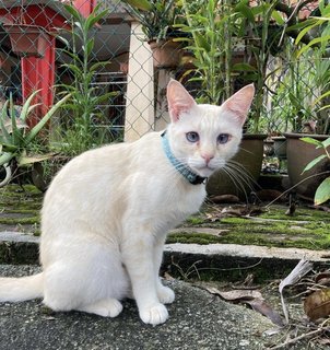 Lulu - Oriental Tabby Cat