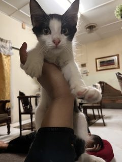 Oreo And Ash - Domestic Medium Hair + Domestic Long Hair Cat