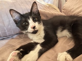 Oreo And Ash - Domestic Medium Hair + Domestic Long Hair Cat