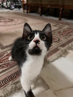 Oreo And Ash - Domestic Medium Hair + Domestic Long Hair Cat