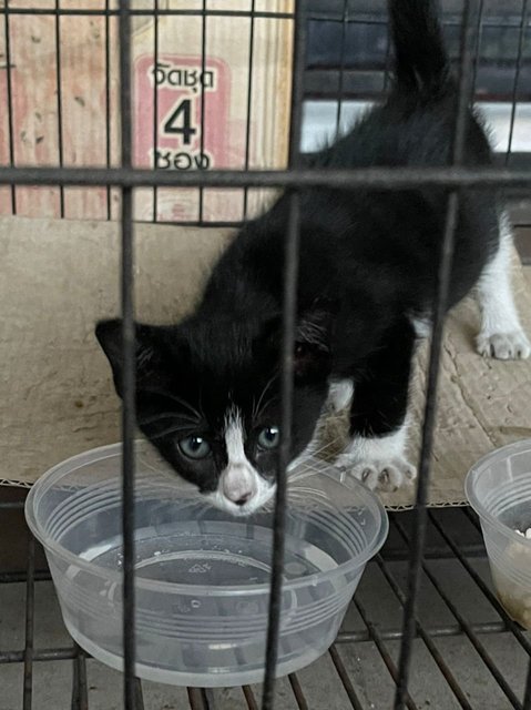 Oreo - Domestic Medium Hair Cat