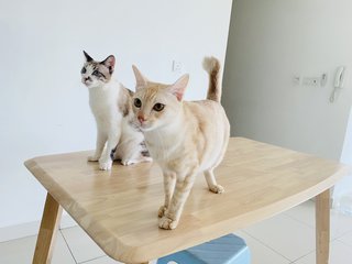 Xiu Fan &amp; Xiu Pak Miao - Domestic Medium Hair Cat