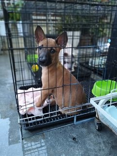 Koko - Bull Terrier Mix Dog