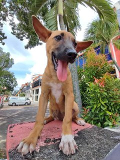 Koko - Bull Terrier Mix Dog