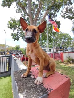 Koko - Bull Terrier Mix Dog