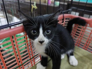 Baby - Domestic Short Hair Cat