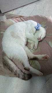 落洋yangyang - Domestic Short Hair Cat