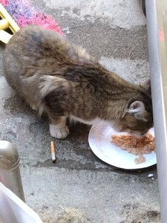 Stray Cat Grey - Domestic Medium Hair Cat