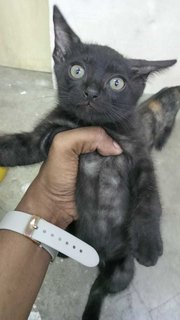 Black Kitty in Hand at 3 mths of age