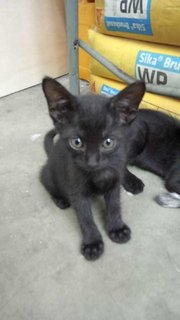 Black Kitty Front View at 3 mths of age