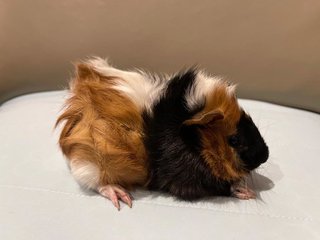 Milk, The Male Guinea Pig - Dob:5thsep22 - Guinea Pig Small & Furry