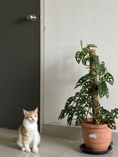 Lucky - Domestic Medium Hair Cat