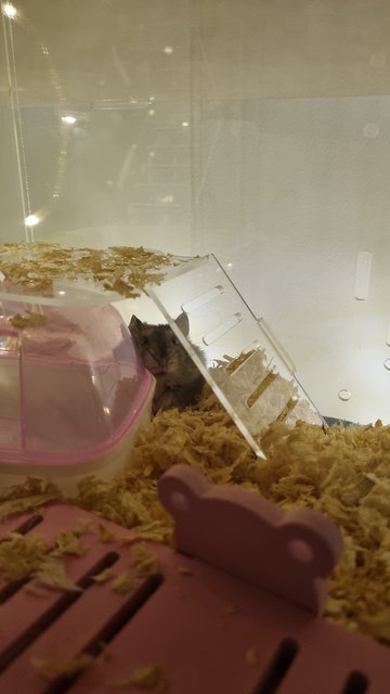 Pan Mee - Roborovsky's Hamster Hamster