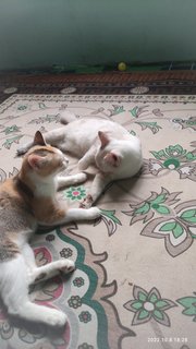 Calico And Chompu - Domestic Short Hair Cat