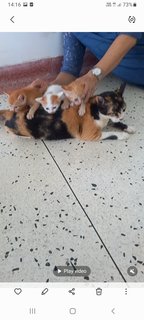 Mama Loki &amp; Kittens - Calico Cat