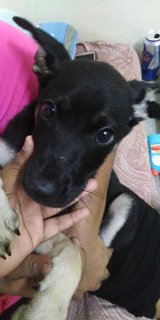 Gaby - Mixed Breed Dog