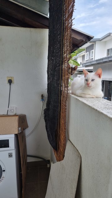 Casper And Ginger - Domestic Short Hair + Siamese Cat