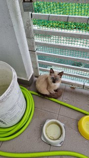 Casper And Ginger - Domestic Short Hair + Siamese Cat