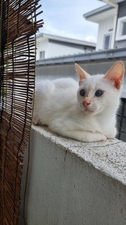 Casper And Ginger - Domestic Short Hair + Siamese Cat