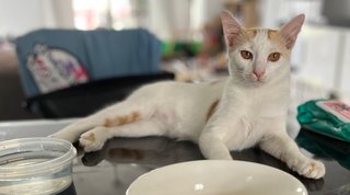 Clutch - Lost In Dengkil - Domestic Short Hair Cat