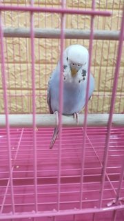 Yi Xiao - Budgie/Budgerigar + Parakeet Bird