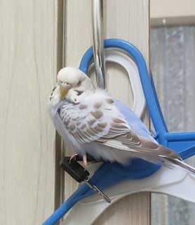 PF120856 - Budgie/Budgerigar Bird