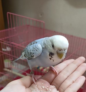 PF120856 - Budgie/Budgerigar Bird