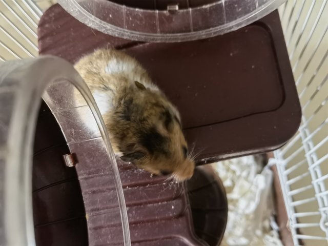 Choco - Syrian / Golden Hamster Hamster