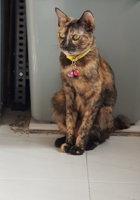 Abby - Domestic Medium Hair + Tortoiseshell Cat