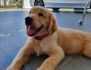 Kuma - Golden Retriever Dog