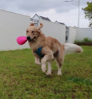 Kuma - Golden Retriever Dog