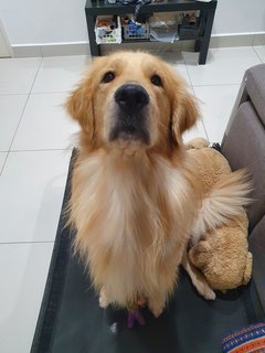 Kuma - Golden Retriever Dog