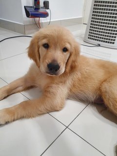 Kuma - Golden Retriever Dog