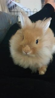 Toto - Lionhead Rabbit