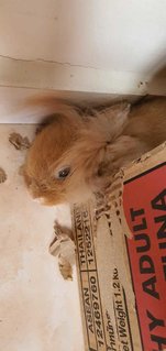 Toto - Lionhead Rabbit