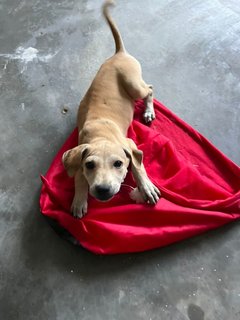 Po-lo - Shar Pei Mix Dog