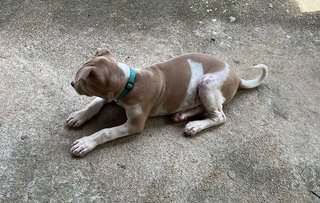 Po-lo - Shar Pei Mix Dog