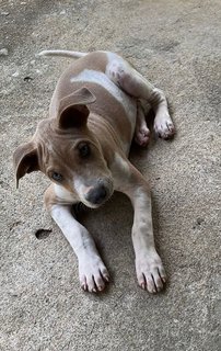 Po-lo - Shar Pei Mix Dog