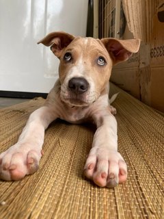 Po-lo - Shar Pei Mix Dog