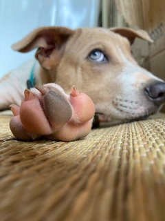 Po-lo - Shar Pei Mix Dog