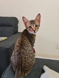 Bagel - Domestic Short Hair Cat