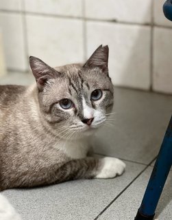 Albus - Domestic Short Hair Cat