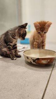 Bobo &amp; Mimi - Domestic Medium Hair + Tabby Cat